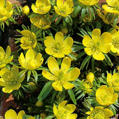 Эрантис киликийский изображение 1 артикул 70313