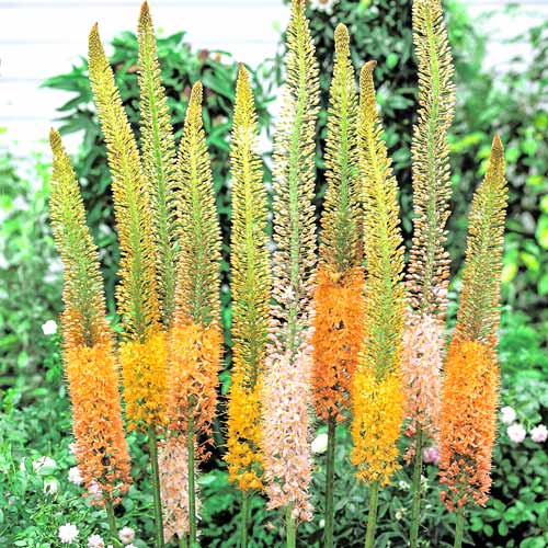 Эремурус Робустус изображение 1 артикул 4757_1