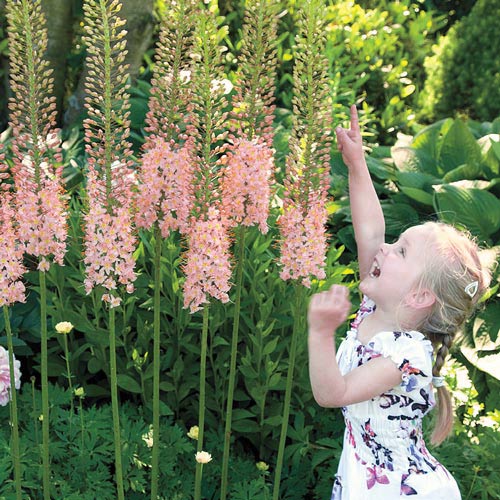 Эремурус Робустус изображение 2 артикул 4757_1