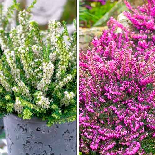 Эрика, микс изображение 1 артикул 76707