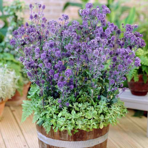 Эрингиум изображение 1 артикул 2979