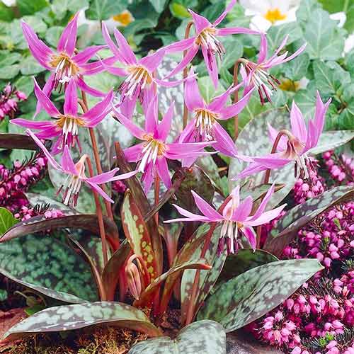 Эритрониум (кандык) Денс Канис изображение 1 артикул 67891