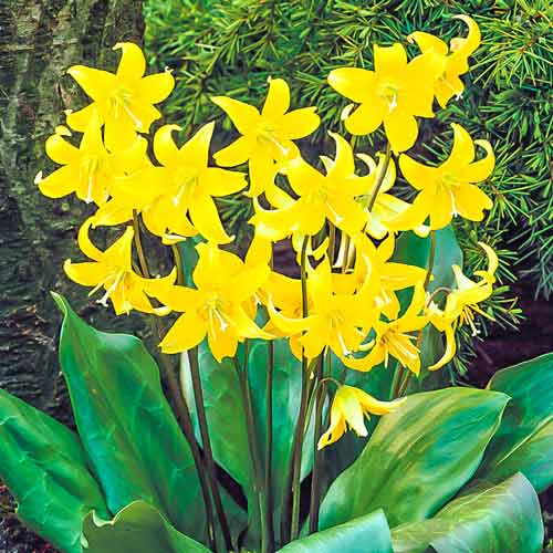 Эритрониум (кандык) Пагода изображение 1 артикул 67350