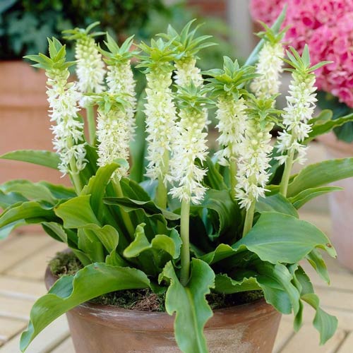 Эукомис (ананасная лилия) Отемалис изображение 1 артикул 76064