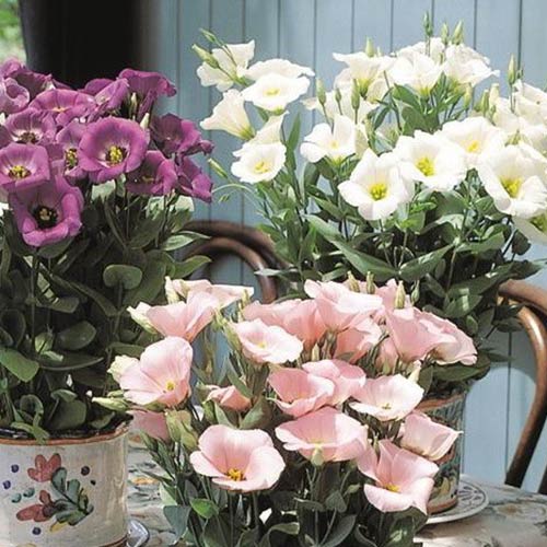 Эустома Флорида F1, смесь окрасок изображение 1 артикул 69982