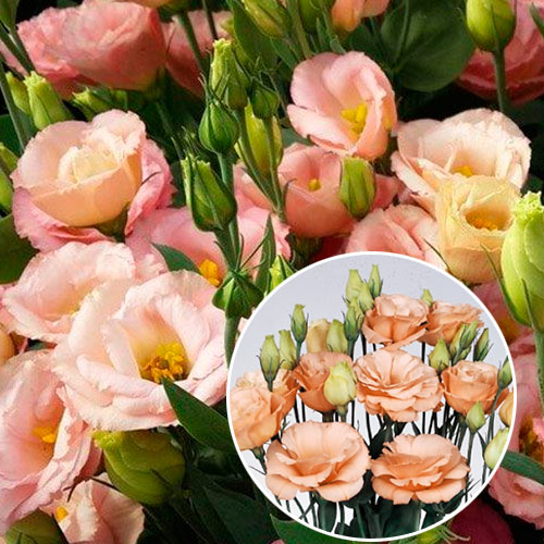 Эустома махровая Абрикос F1, плазменные семена изображение 1 артикул 58102