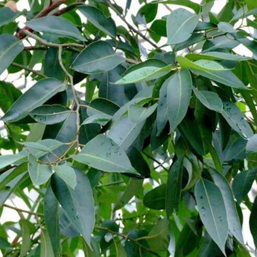 Эвкалипт лимонный Озон, семена изображение 1 артикул 69981