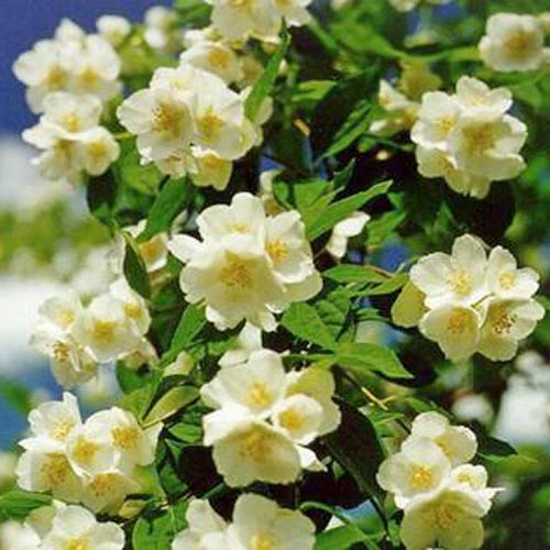 Жасмин лекарственный изображение 1 артикул 9198