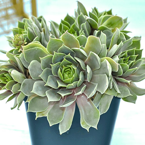 Молодило Блю Стар изображение 1 артикул 01361