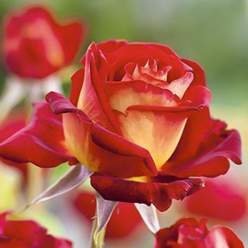 Роза чайно-гибридная Биколетте (Bicolette) изображение 2 артикул 2106