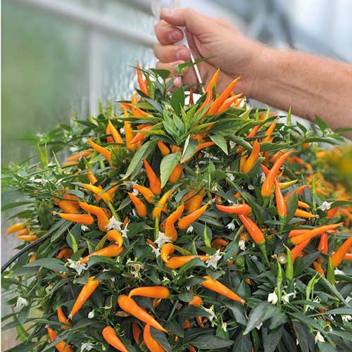 Перец острый декоративный, семена  изображение 1 артикул 19.2018Г