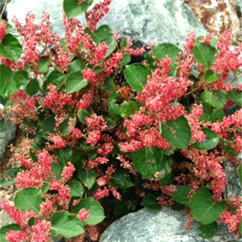 Горец Компакта изображение 1 артикул 7208