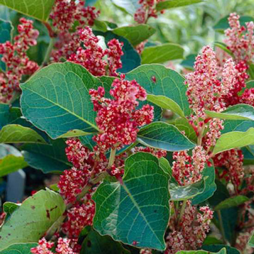 Горец Компакта изображение 2 артикул 7208