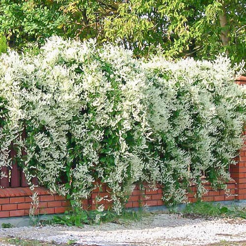 Фаллопия Ауберта изображение 1 артикул 9103