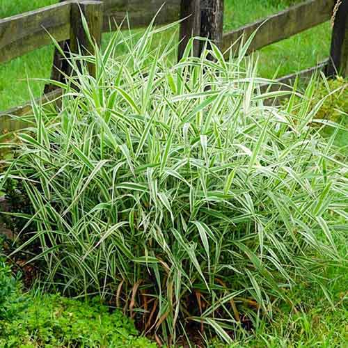 Фалярис Лютеопикта изображение 1 артикул 4785