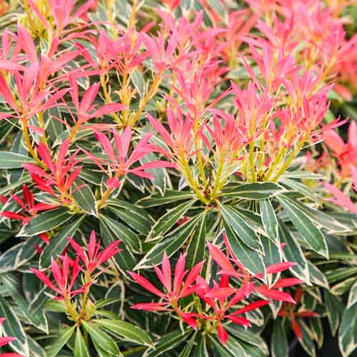 Пиерис Флэминг Сильвер изображение 1 артикул 9542