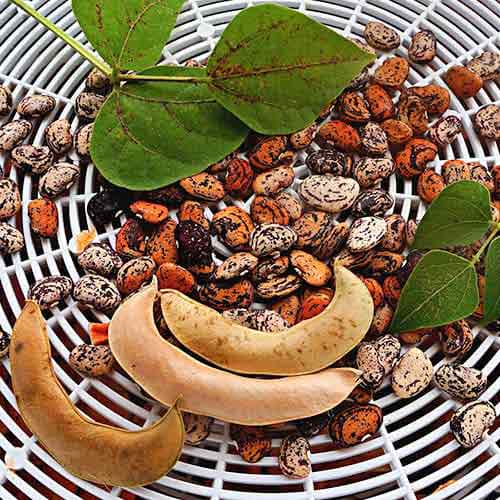 Фасоль зерновая Лимская Сибирский Сад изображение 1 артикул 97149