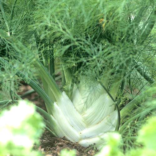 Фенхель Осенний красавец Седек изображение 1 артикул 84931