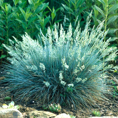 Овсяница Силберрихер артикул фото 1 Овсяница Силберрихер изображение 1 артикул 7212