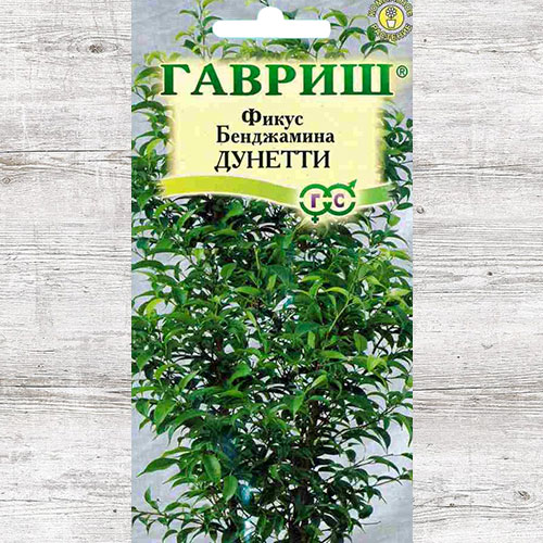 Фикус Бенджамина Дунетти Гавриш изображение 1 артикул 66143