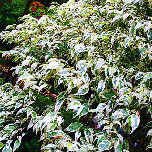 Фикус Бенджамина, семена изображение 1 артикул 66175