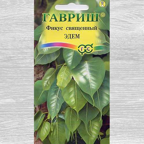 Фикус Эдем Гавриш изображение 1 артикул 82437