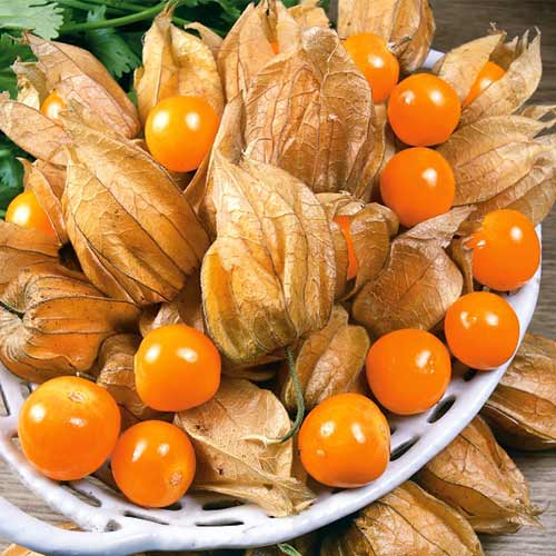 Физалис Фонарики F1 изображение 1 артикул 71912