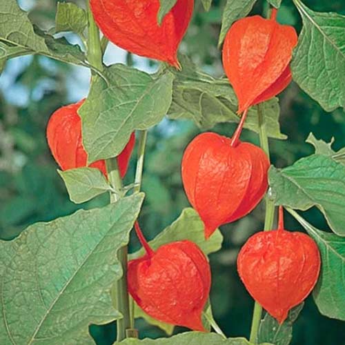 Физалис Китайские фонарики, семена изображение 1 артикул 66174