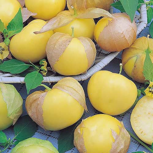 Физалис овощной Королек Седек изображение 1 артикул 82530