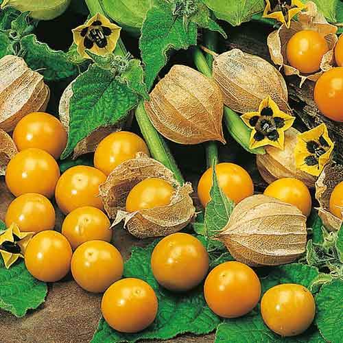 Физалис сахарный Изюмчик изображение 2 артикул 65369