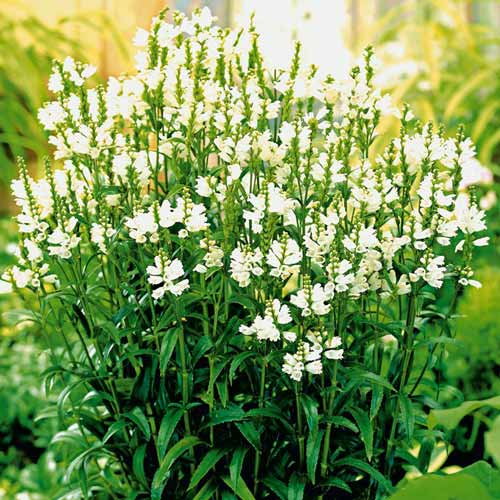 Физостегия Саммер Сноу изображение 1 артикул 01417