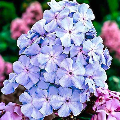 Флокс метельчатый Блю изображение 1 артикул 76489