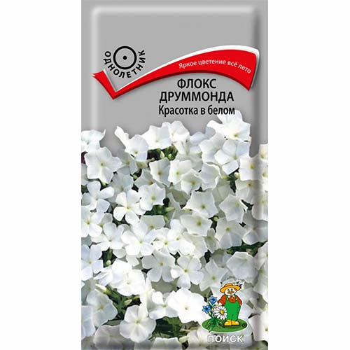 Флокс Друммонда Красотка в белом Поиск изображение 1 артикул 81799
