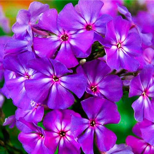 Флокс Друммонда Синий бархат, семена изображение 1 артикул 66177