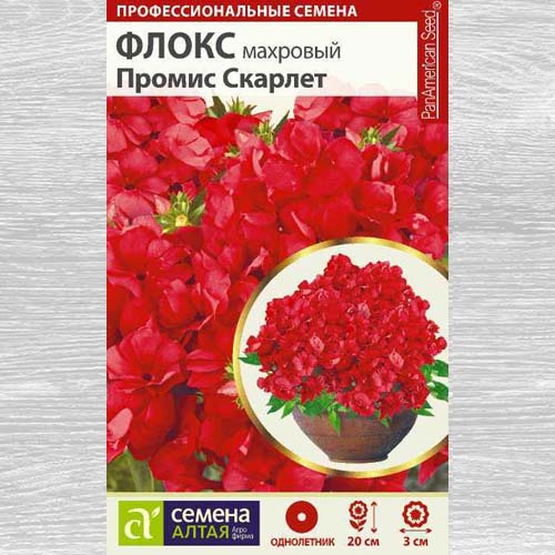 Флокс махровый Промис Скарлет изображение 1 артикул 78177