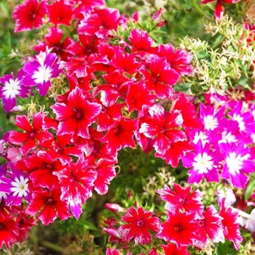 Флокс Мерцающие звезды, смесь окрасок изображение 1 артикул 66178