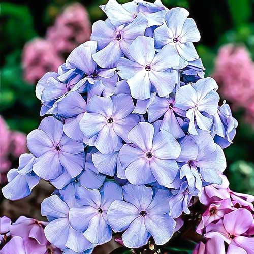 Флокс метельчатый Блю Бой артикул фото 1 Флокс метельчатый Блю Бой изображение 1 артикул 76136