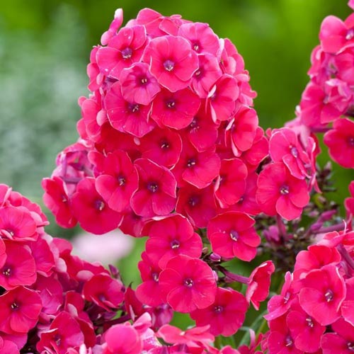 Флокс метельчатый Гренадин Дрим артикул фото 1 Флокс метельчатый Гренадин Дрим изображение 1 артикул 76137