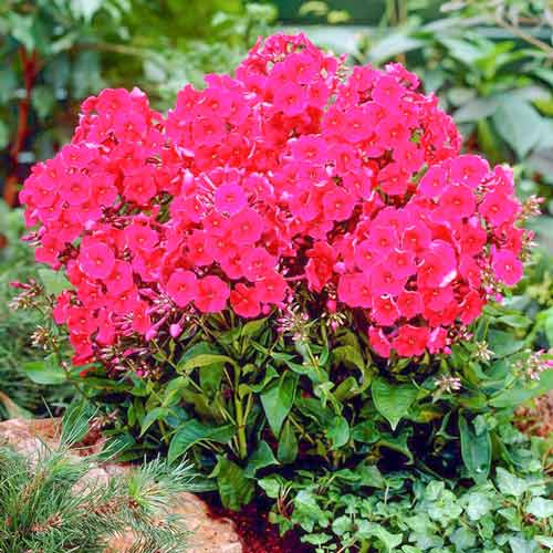 Флокс метельчатый Мисс Мэри артикул фото 1 Флокс метельчатый Мисс Мэри изображение 1 артикул 76490