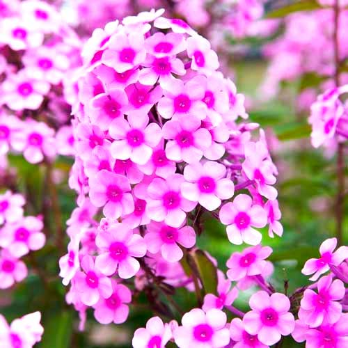 Флокс метельчатый Мисс Пеппер артикул фото 1 Флокс метельчатый Мисс Пеппер изображение 1 артикул 70446