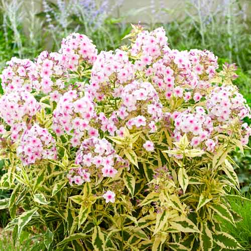 Флокс метельчатый Нора Лей артикул фото 1 Флокс метельчатый Нора Лей изображение 1 артикул 70447