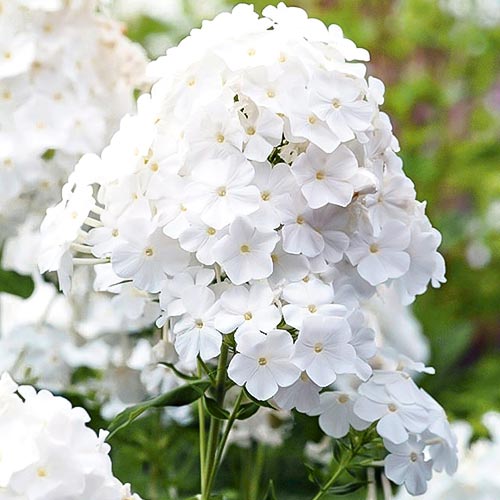 Флокс метельчатый Пина Колада изображение 1 артикул 76492