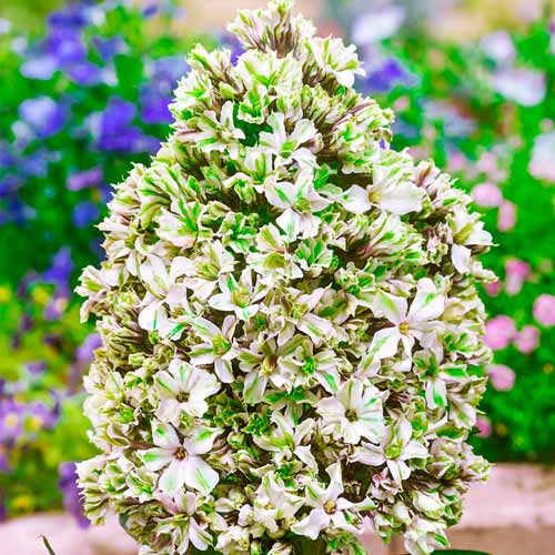 Флокс метельчатый Пур Филинс артикул фото 1 Флокс метельчатый Пур Филинс изображение 1 артикул 70448