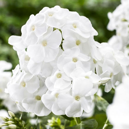 Флокс метельчатый Рембрандт артикул фото 1 Флокс метельчатый Рембрандт изображение 1 артикул 68770