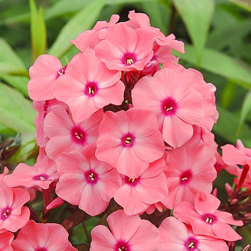 Флокс метельчатый Свит Дримс артикул фото 1 Флокс метельчатый Свит Дримс изображение 1 артикул 76495