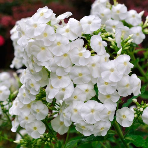 Флокс метельчатый Вайт изображение 1 артикул 76496