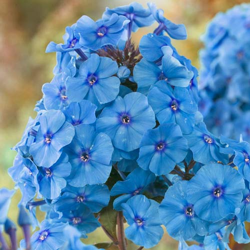 Флокс метельчатый Звезда Парижа изображение 1 артикул 76347