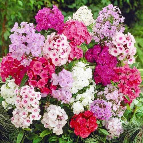 Флокс метельчатый, микс артикул фото 1 Флокс метельчатый, микс изображение 1 артикул 76491