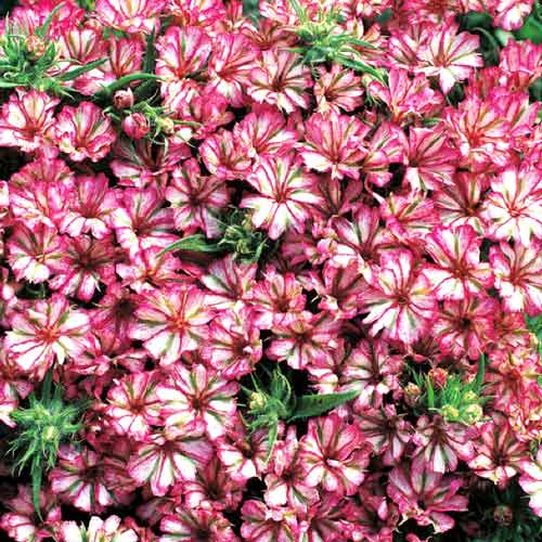 Флокс гибридный Мятная конфетка изображение 1 артикул 71593