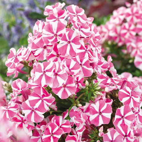 Флокс метельчатый Пинк Виндмилл артикул фото 1 Флокс метельчатый Пинк Виндмилл изображение 1 артикул 76348